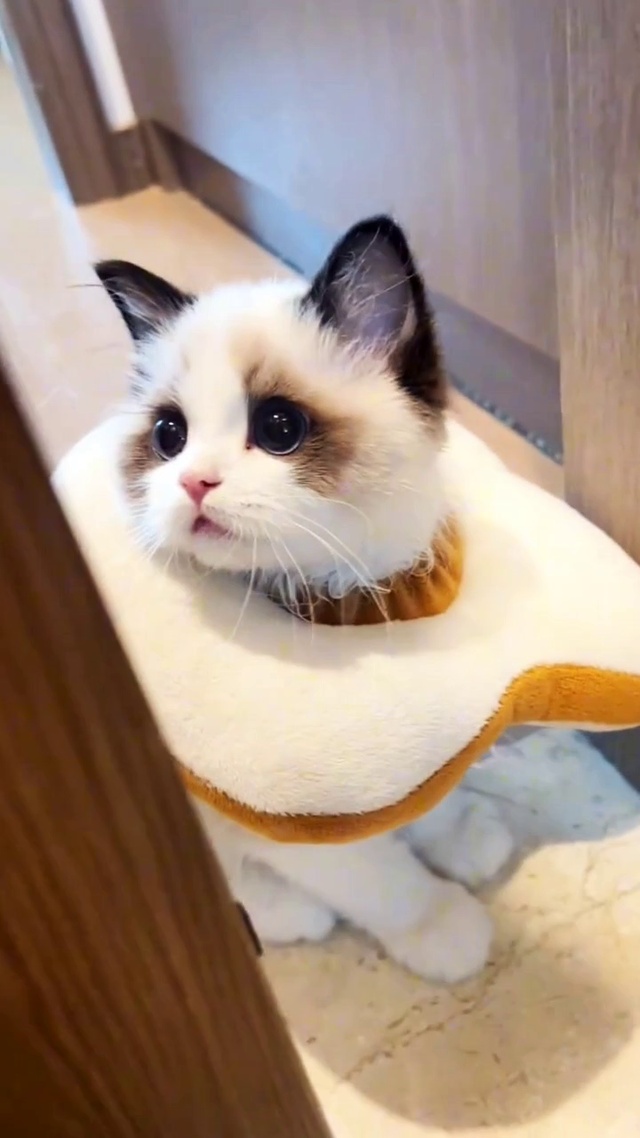 高清猫咪④