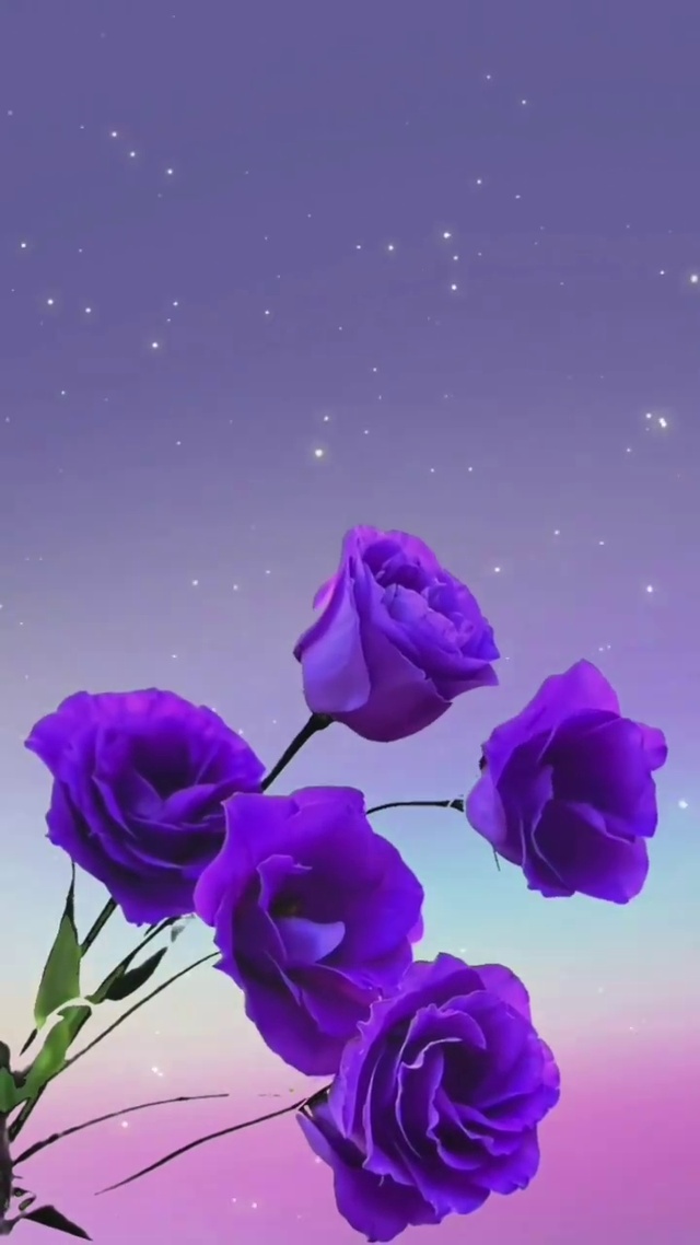 浪漫的紫色玫瑰花