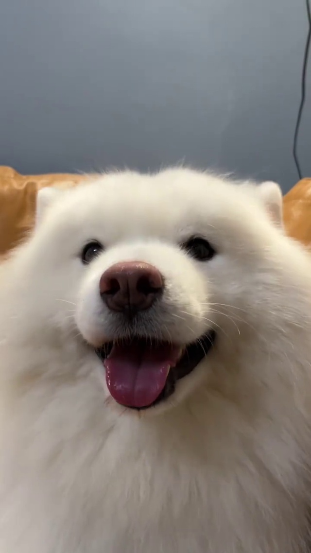 可爱的摸摸头