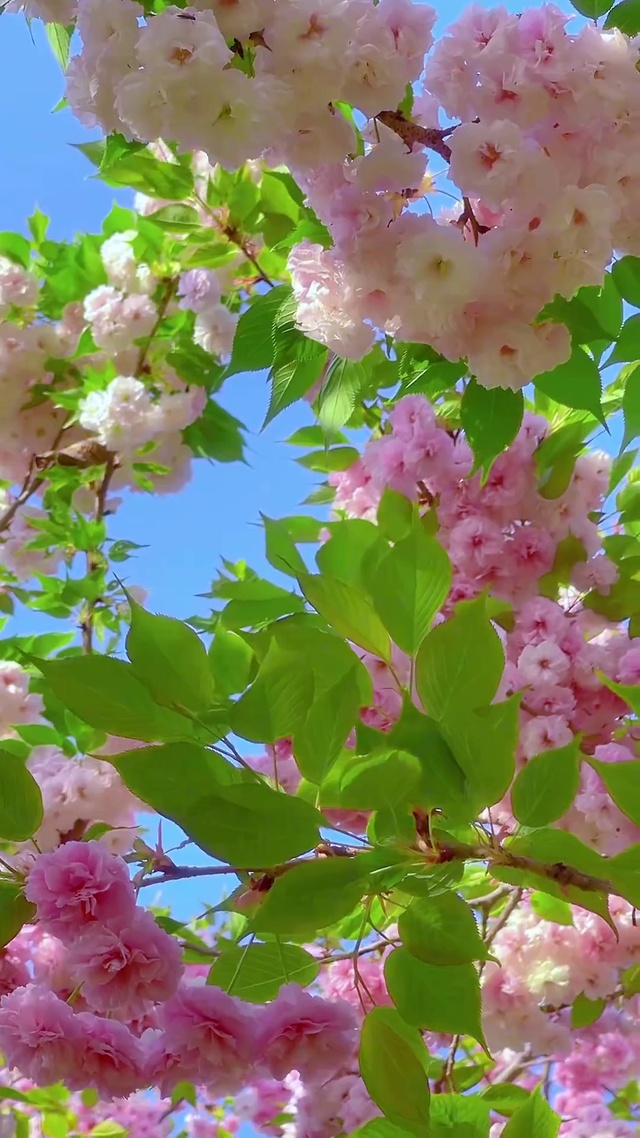 春和景明，春暖花开