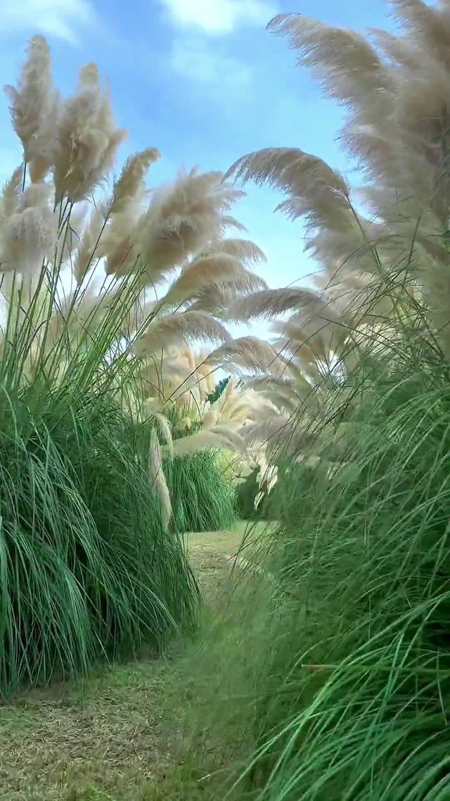 一念秋风起 一念思念长