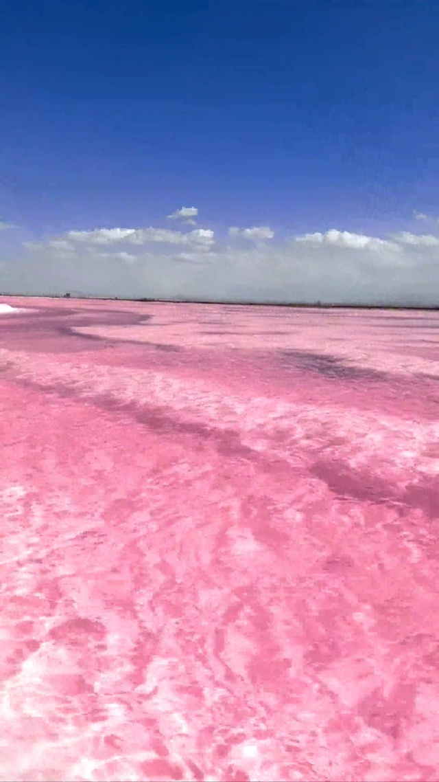粉色的海