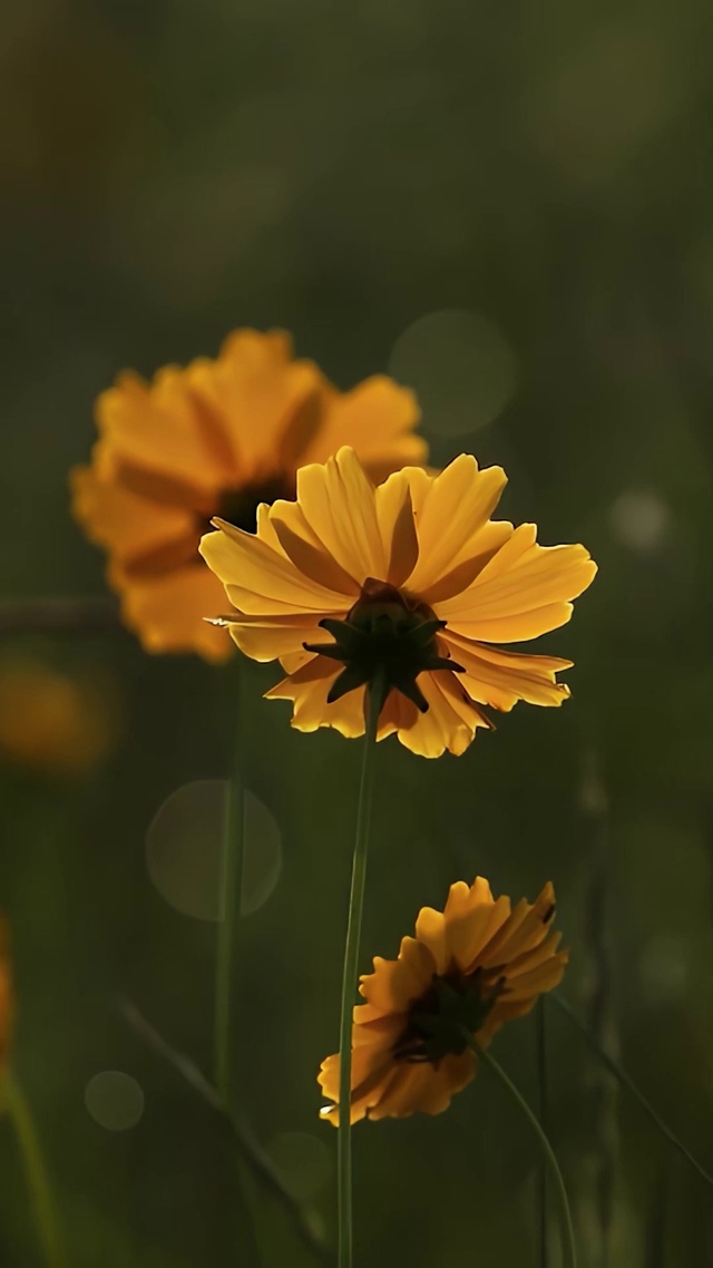 小清新护眼花朵