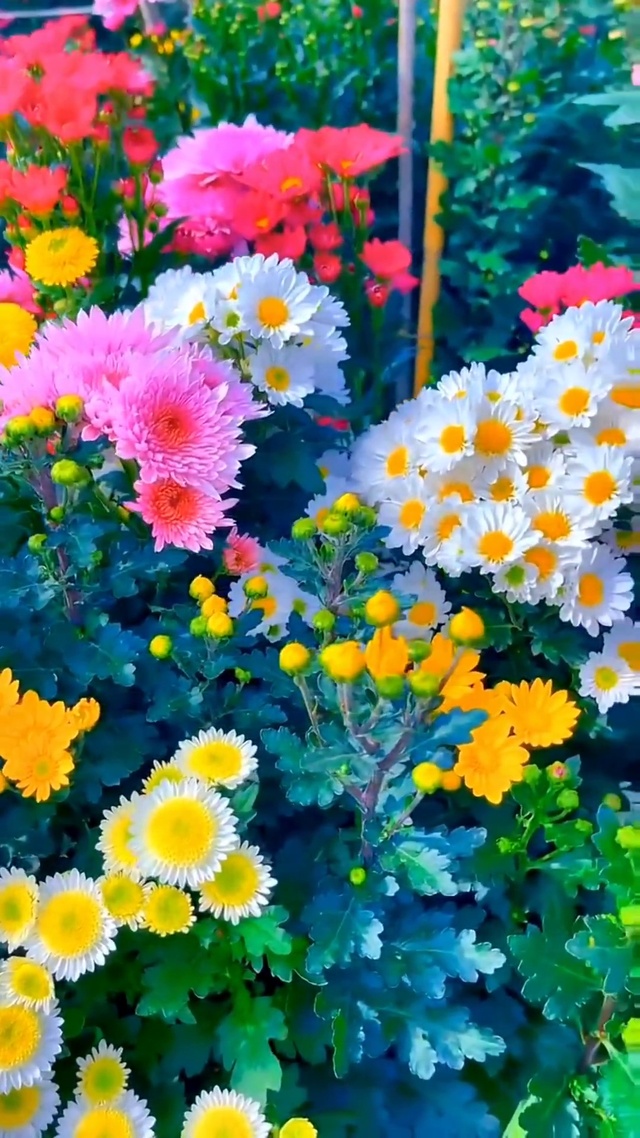 一花一草一世界