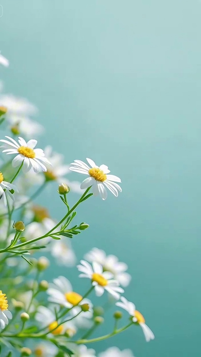 治愈小雏菊