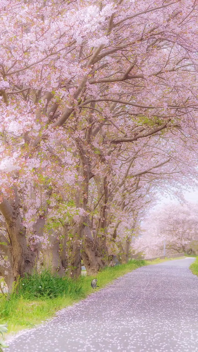 时光如水，岁月如诗，在一朵花开的时间里行走；在一幅画面浏览观光，在一曲乐曲里徜徉，墨香洋溢，欢笑盈然，月华似梦，清风沉醉，刹那芳华间。