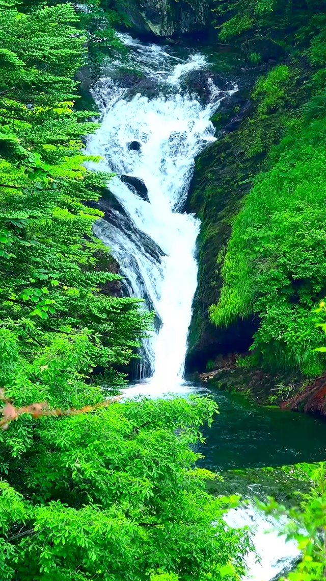 夏日护眼绿林流水