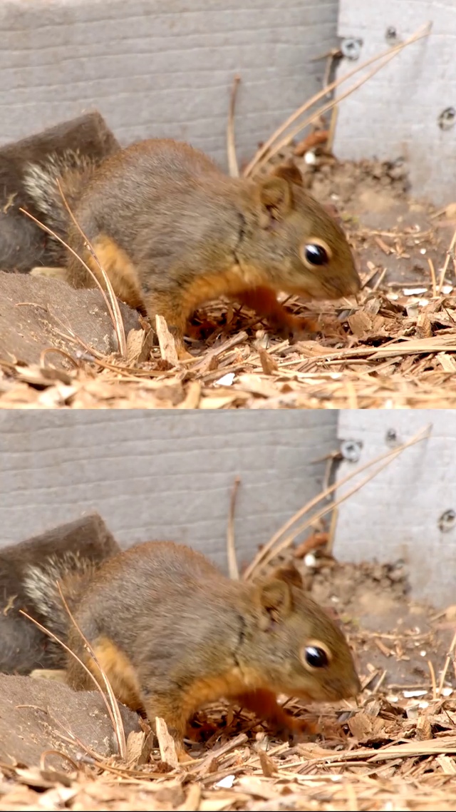 可爱小松鼠觅食