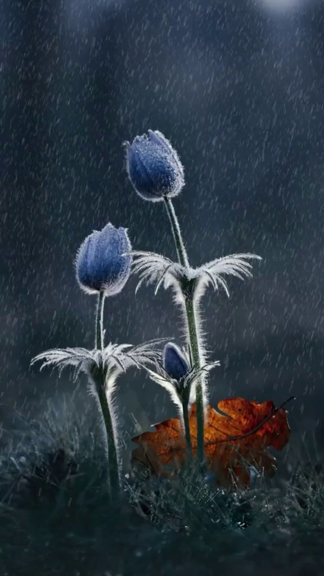 细雨打了野花
