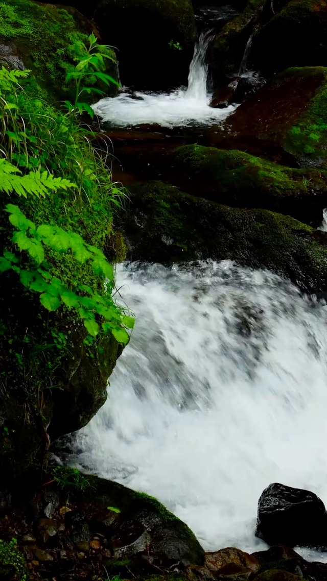 清凉绿草溪水流