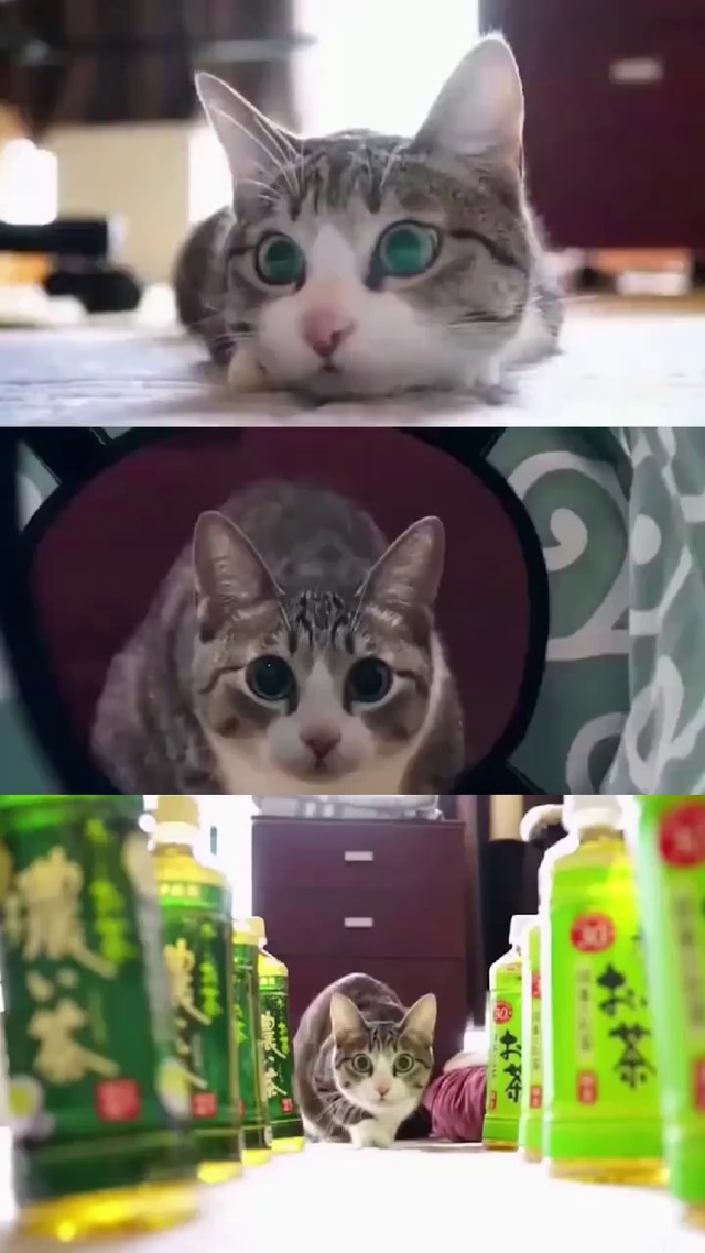 网红猫