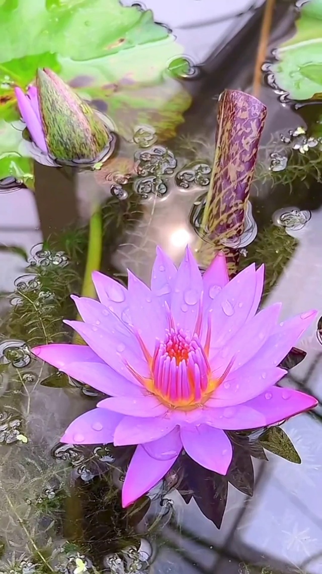 一朵莲花