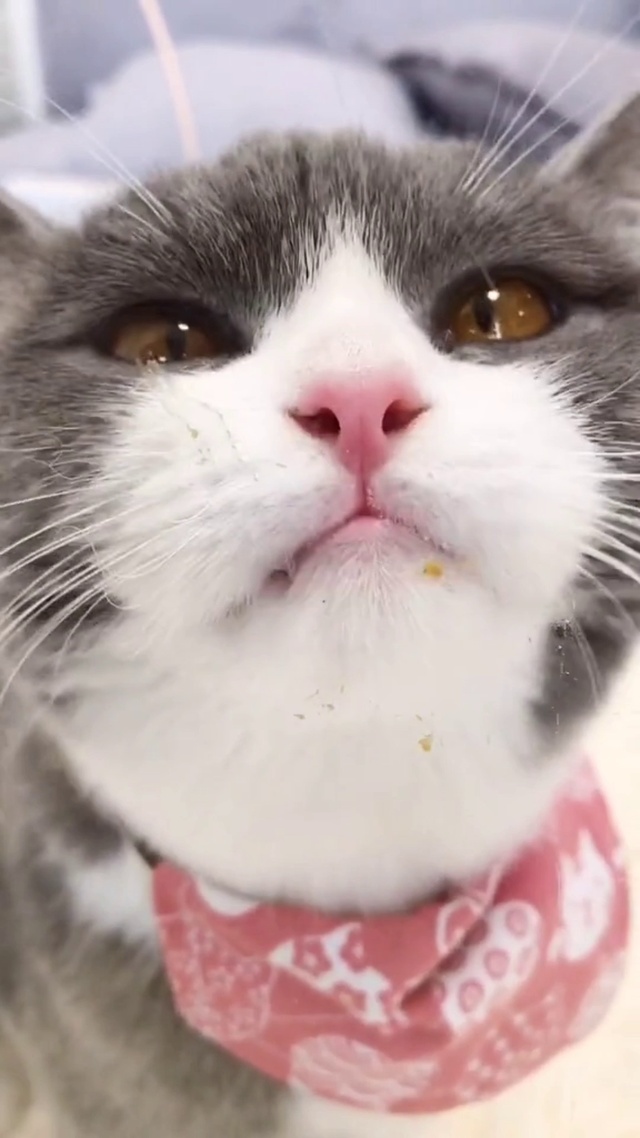 可爱猫咪舔屏🥰