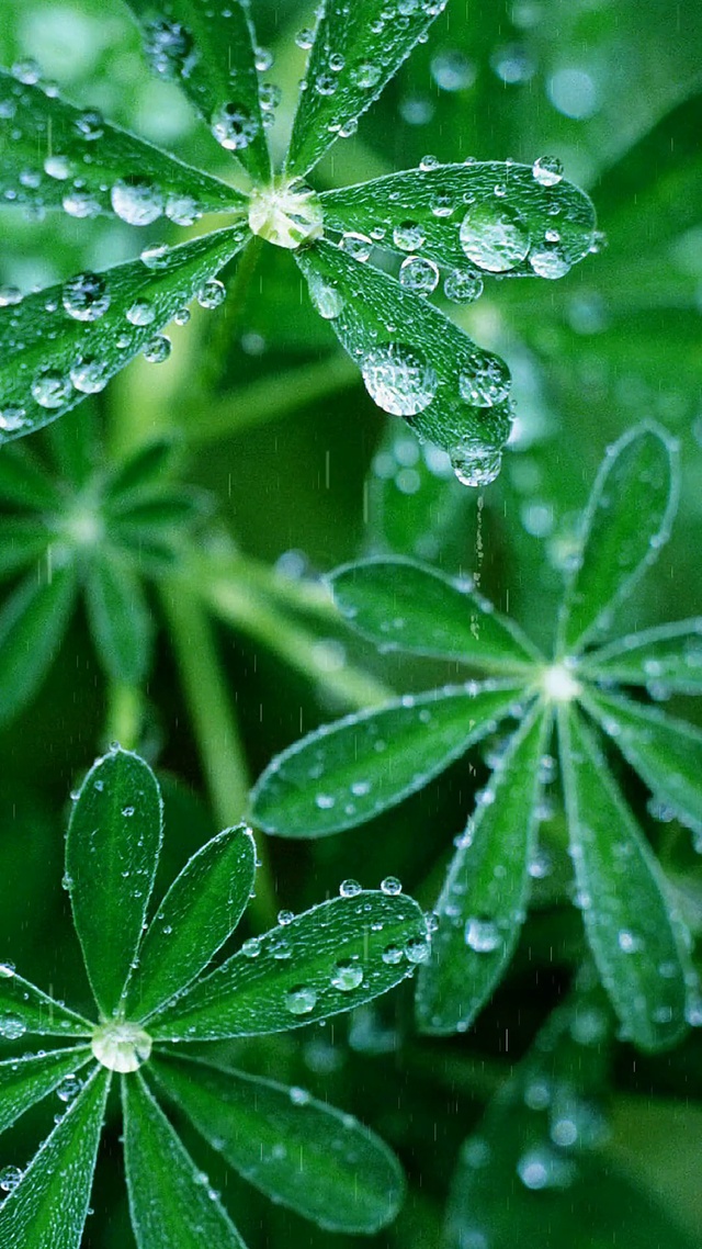 清新护眼，治疗失眠