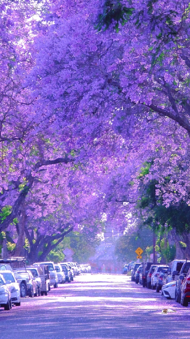 梦幻紫蓝花楹