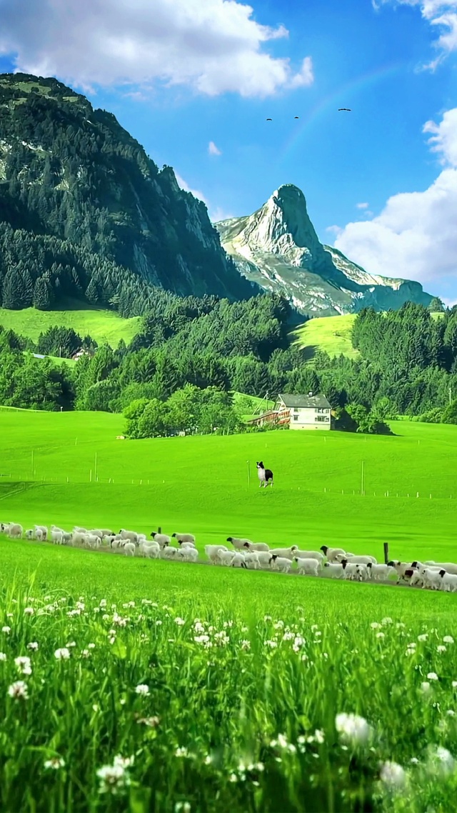 绿色治愈护眼风光