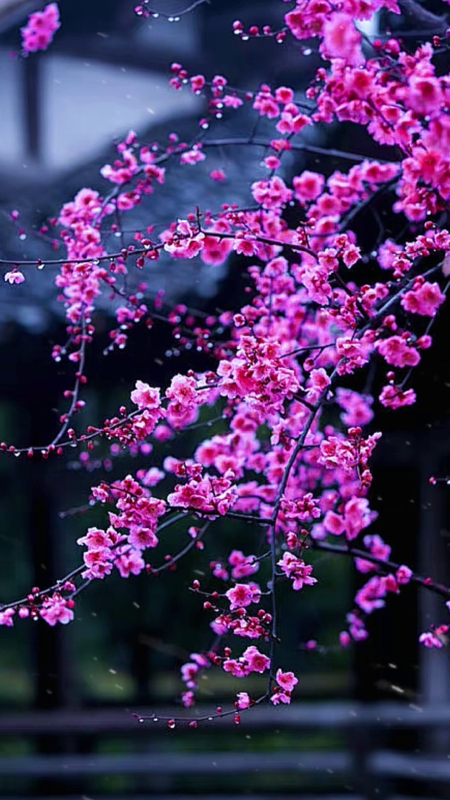 雪似梅花，梅花似雪