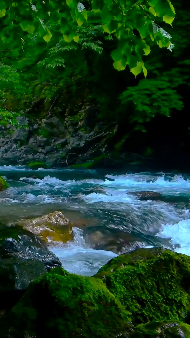 清澈绿林溪水