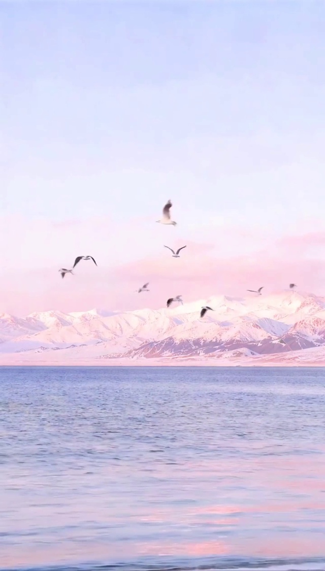 雪山飞鸟