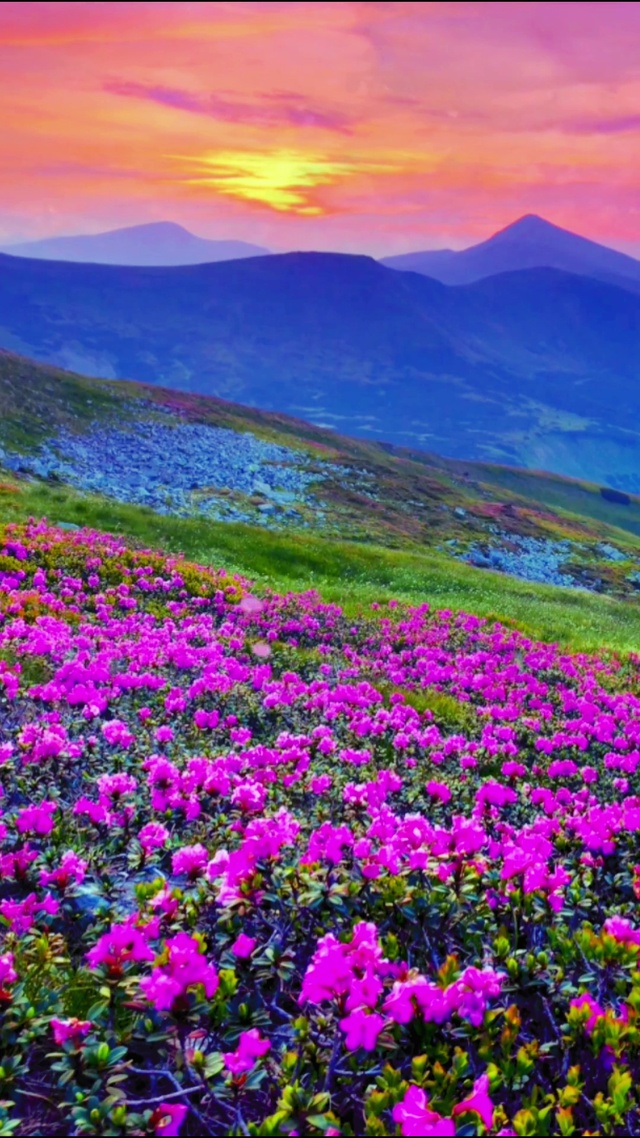 夕阳西下映山红 4K