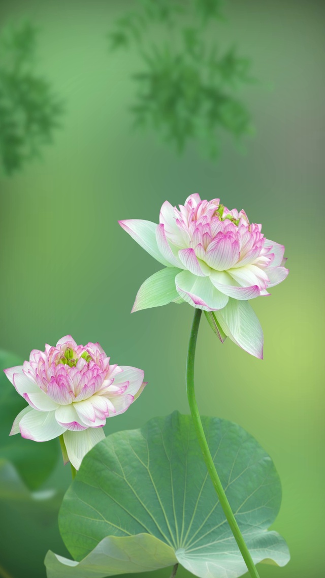 荷花动态唯美壁纸