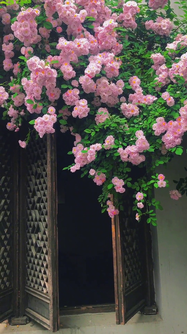 探窗花