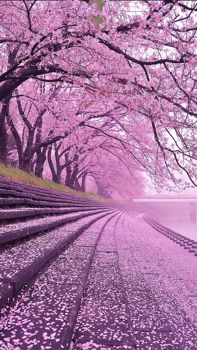 樱花