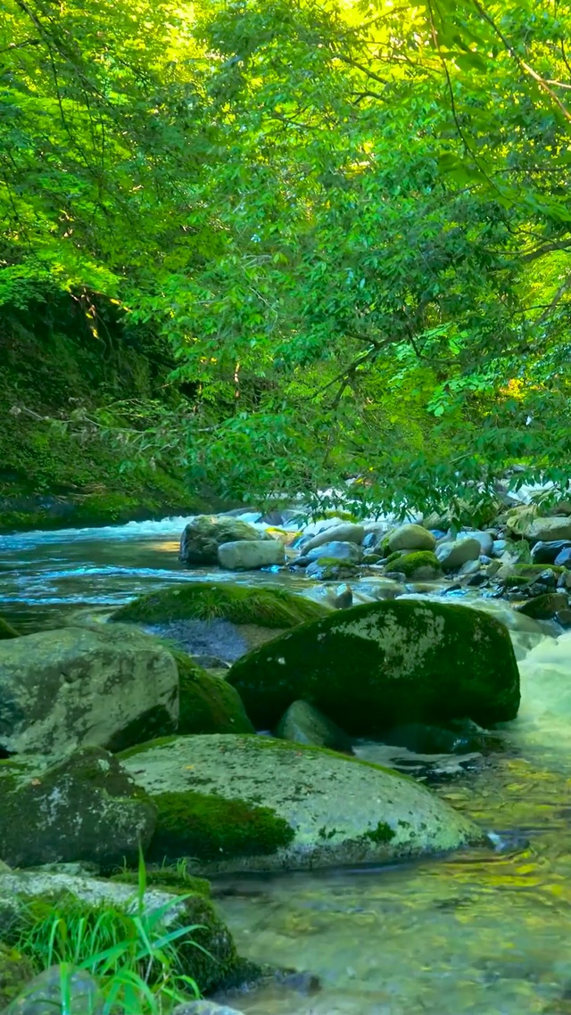 夏日护眼绿林流水