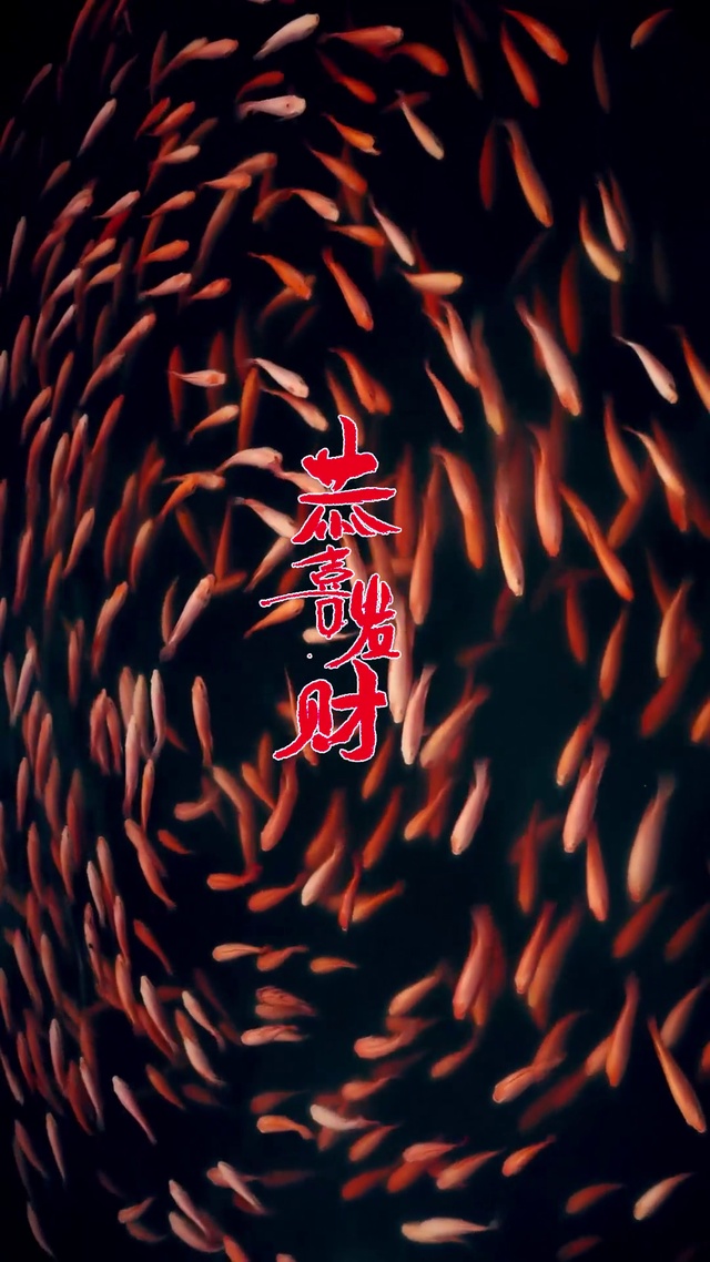 遇见发财鲤鱼群