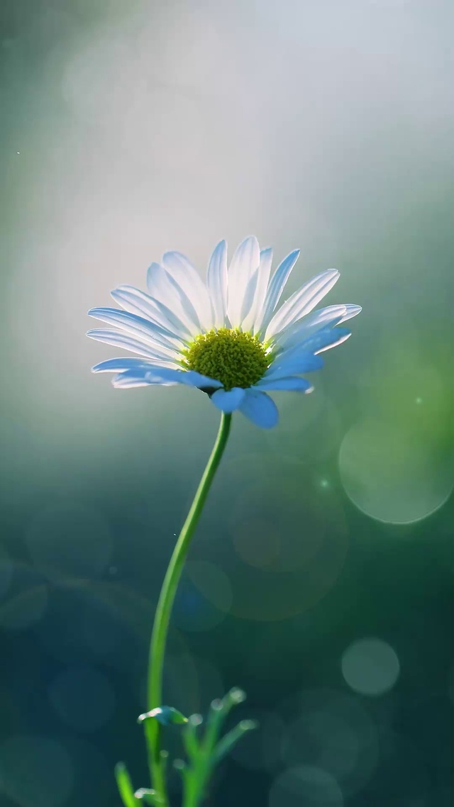 【绿叶小白花】