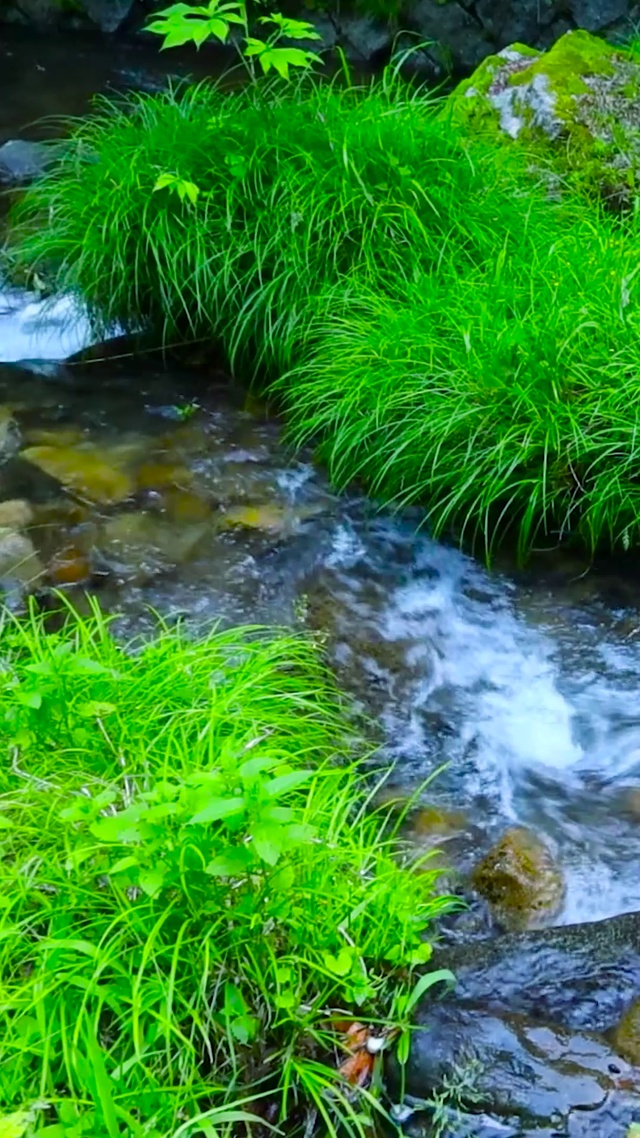 清凉绿草溪水