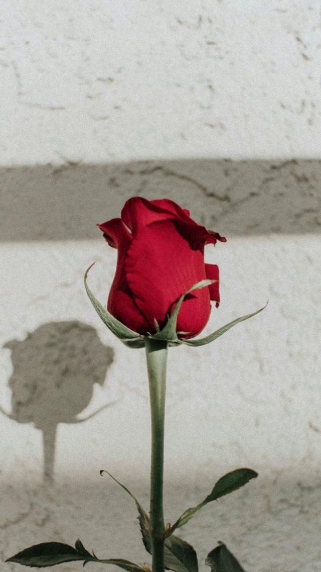 玫瑰花的葬礼 颠峰爱恋