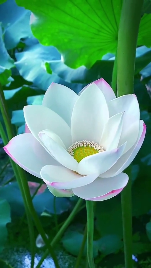 青莲 风景手机动态壁纸 风景手机壁纸下载 元气壁纸