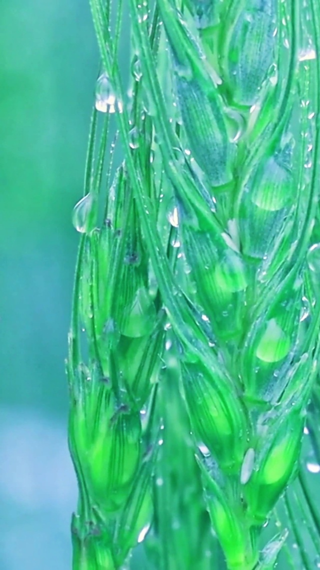 治愈雨中麦穗4K