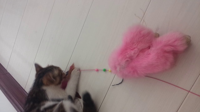  遇见你自己的小猫咪。