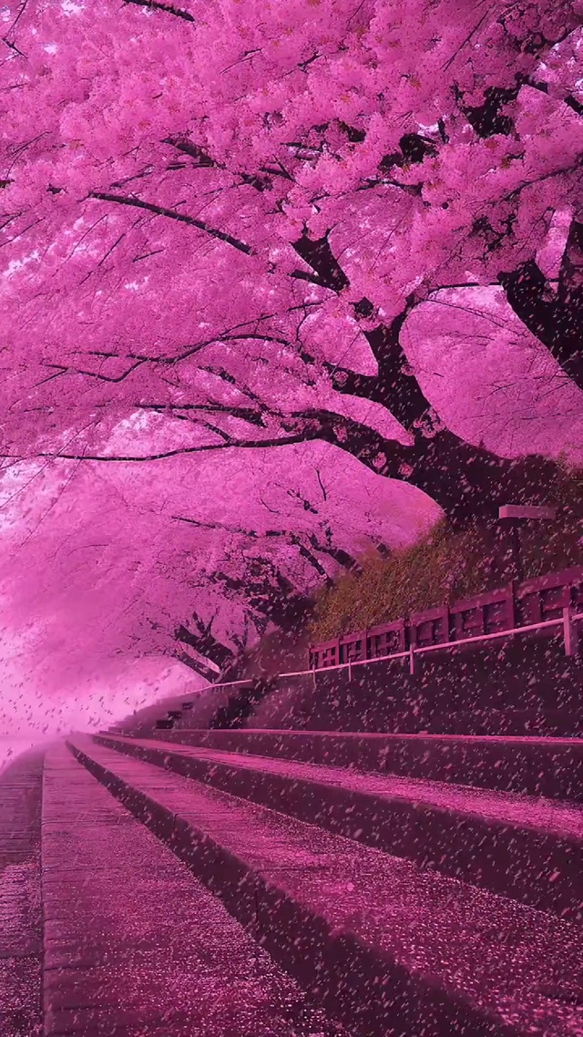 浪漫樱花雨