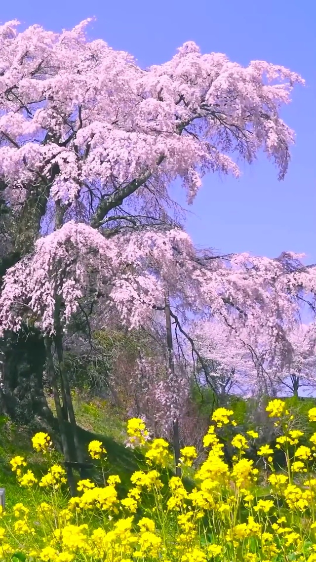 三月樱花油菜花