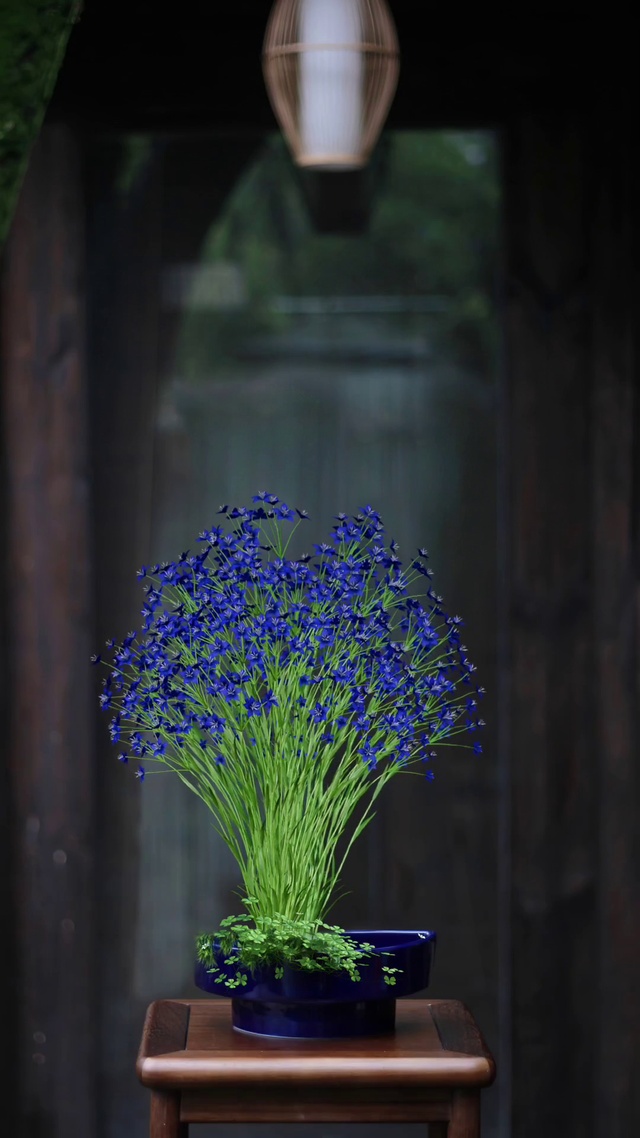 3d 花开 唯美心境