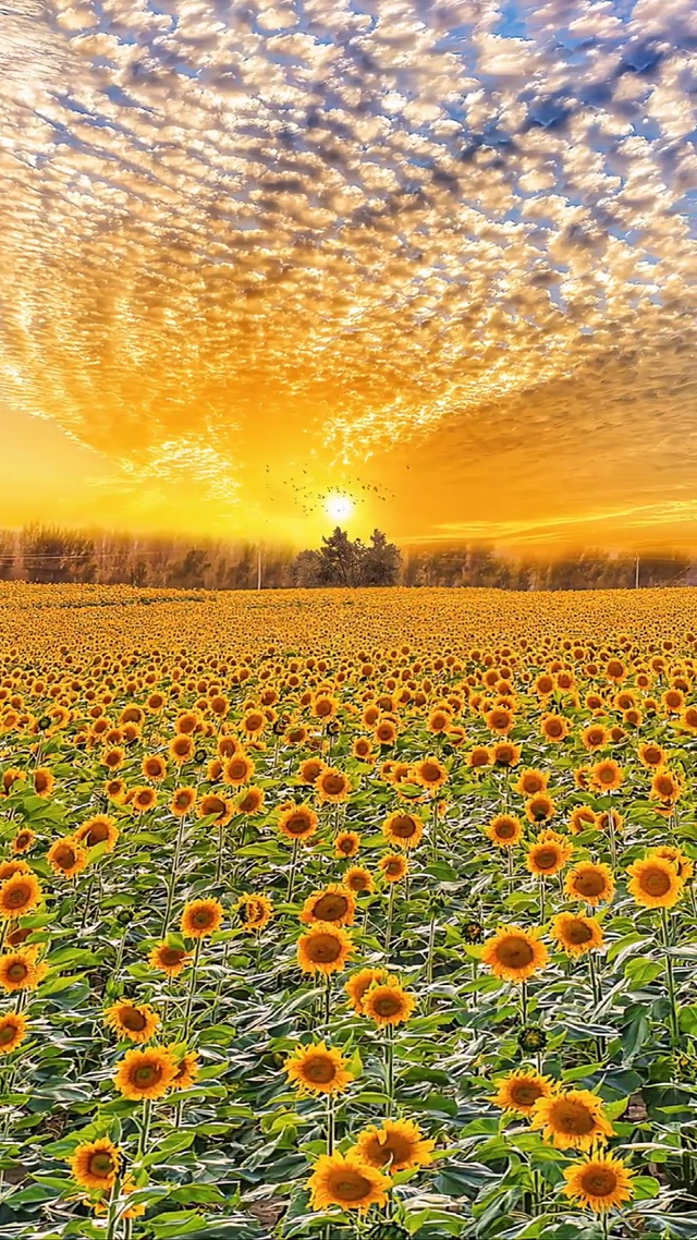 浪漫向日葵花海