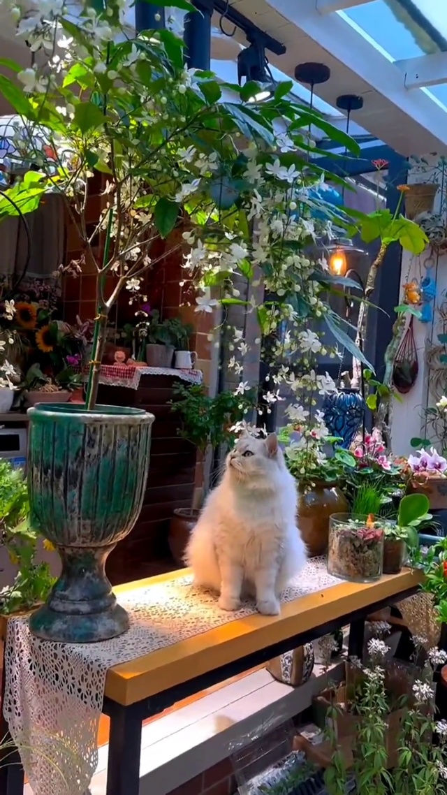 垂丝茉莉下的猫咪