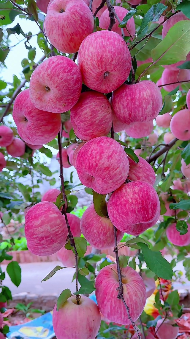 硕果累累的喜悦，萦绕鼻尖的清爽