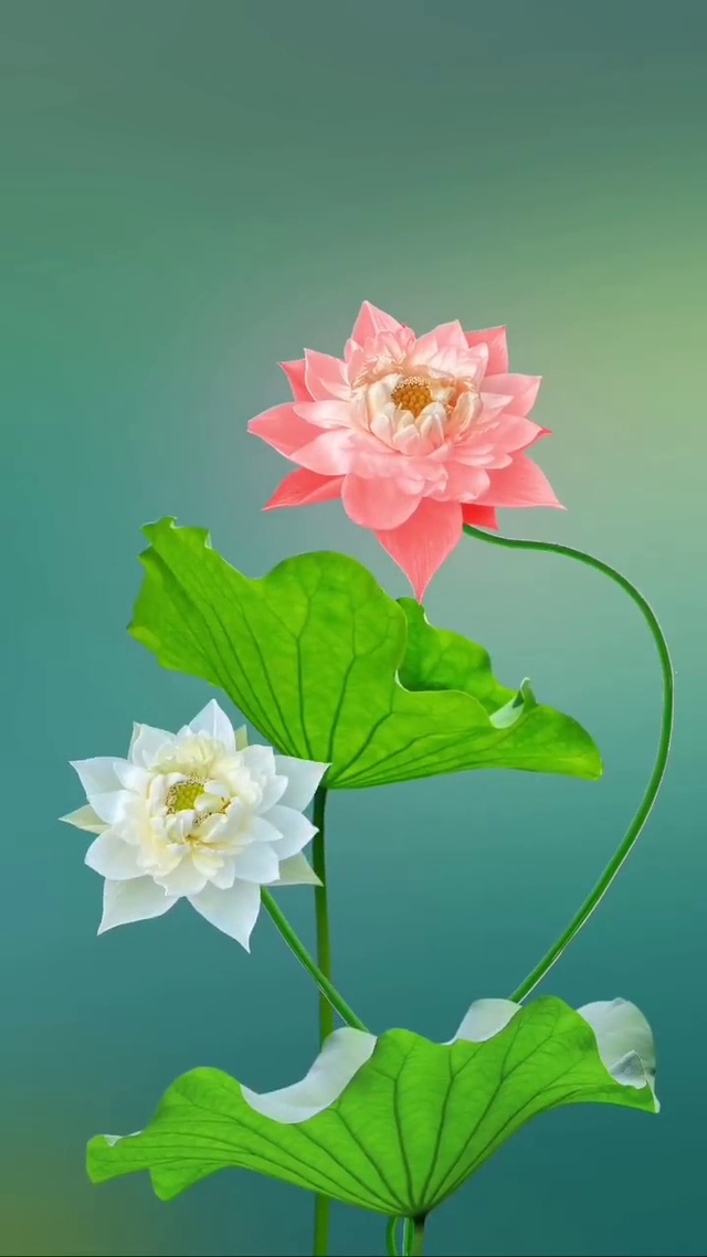 你若盛开，我愿在这里等待# 荷花 # 治愈系