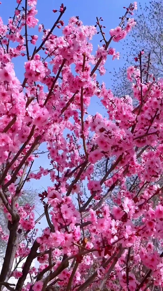 梅花绽放