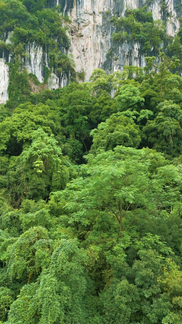 郁郁葱葱养眼森林l