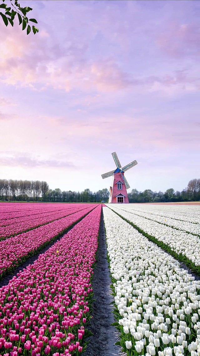 唯美郁金香花海
