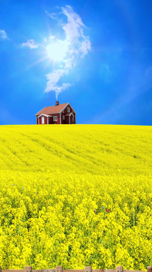 油菜花海，艳阳蝶飞
