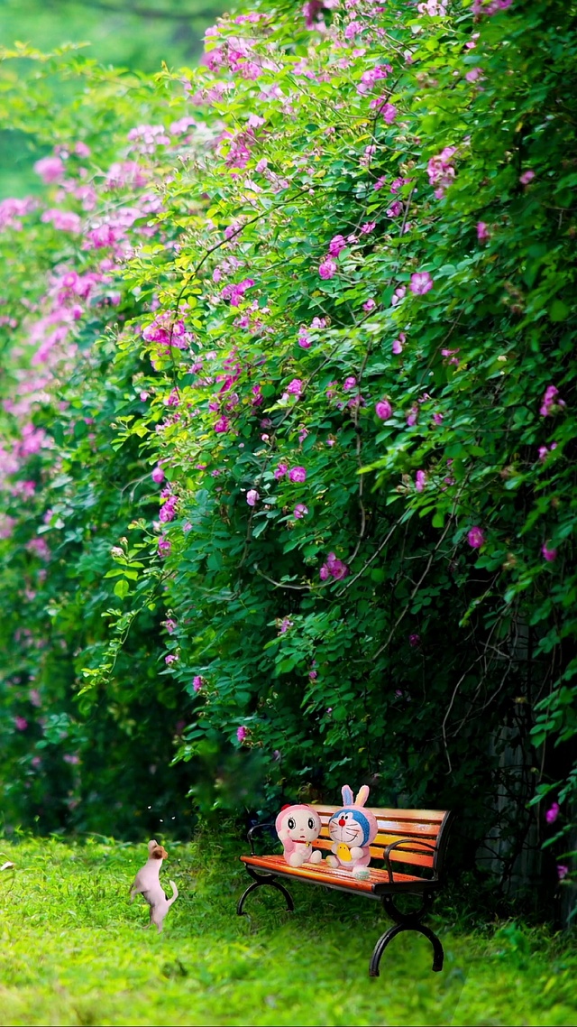 高清护眼蔷薇花墙