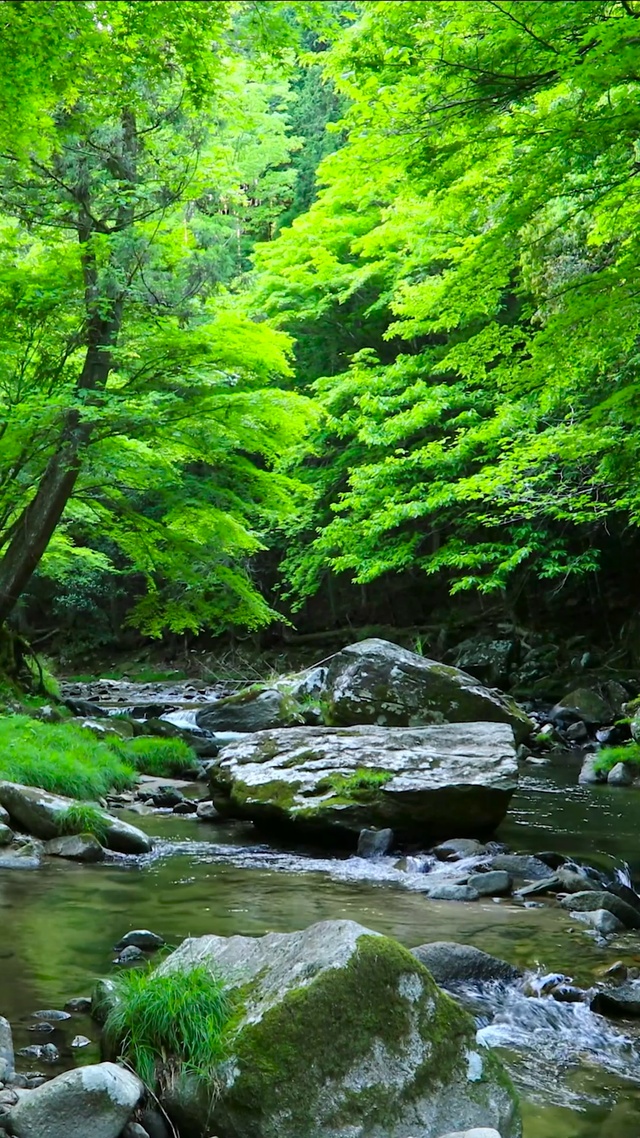 夏日护眼绿林山涧