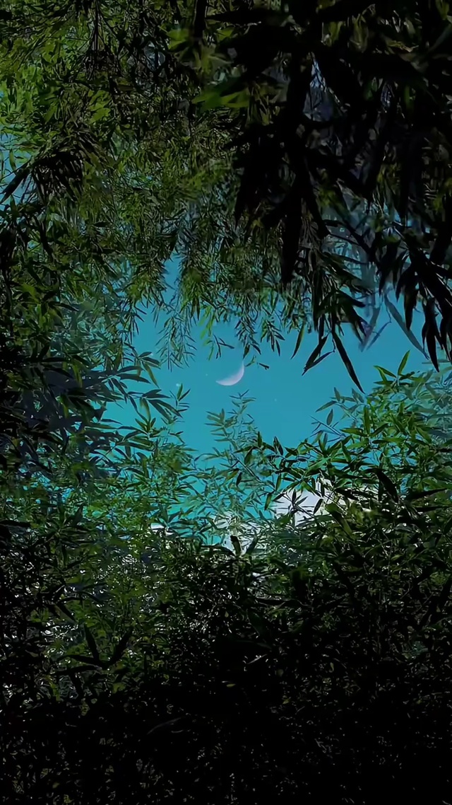绿树夜空