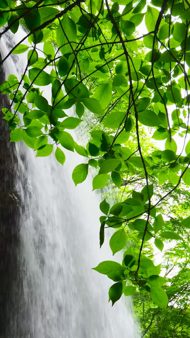 清新护眼绿叶瀑布 